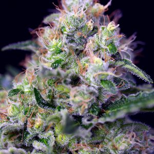 Cream Caramel x25 - Sweet Seeds
