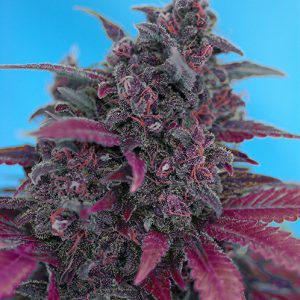 Dark Devil Auto x25 - Sweet Seeds