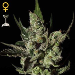 Exodus Cheese x3 - Green House Seeds