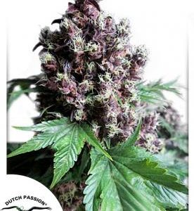 Frisian Duck x3 - Dutch Passion