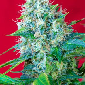 Green Poison x4 - Sweet Seeds