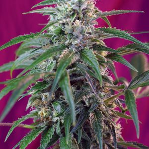Green Poison Auto x4 - Sweet Seeds