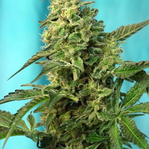Green Poison FV x4 -Sweet Seeds