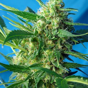Ice Cool Auto x4 - Sweet Seeds