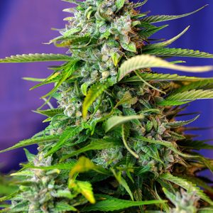Jack 47 Auto x4 - Sweet Seeds