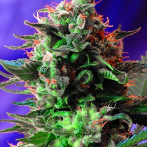 Jack 47 FV x4 - Sweet Seeds