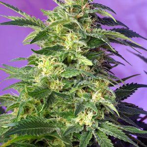 Killer Kush Auto x4 - Sweet Seeds