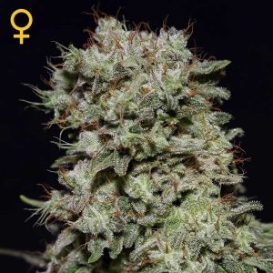 Kalashnikova x3 - Green House Seeds