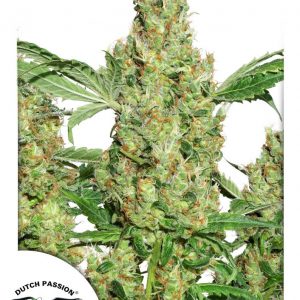 Power Plant x3 - Dutch Passion