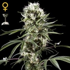 Super Lemon Haze x1 - Green House Seeds