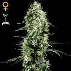 Super Silver Haze x3 - Green House Seeds