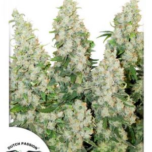 Auto Think Different x3 - Dutch Passion