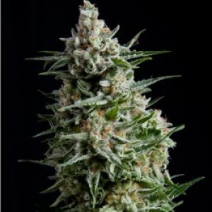Anesthesia x3+1 - Pyramid Seeds