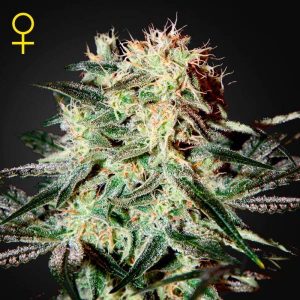 Arjan´s Strawberry Haze x3 - Green House Seeds