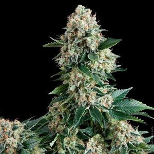 Auto Amnesia Gold x3+1 - Pyramid Seeds