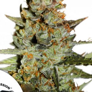 Auto Blueberry x3 - Dutch Passion