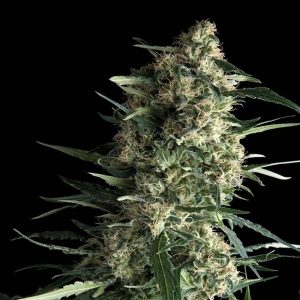 Auto Galaxy x1 - Pyramid Seeds