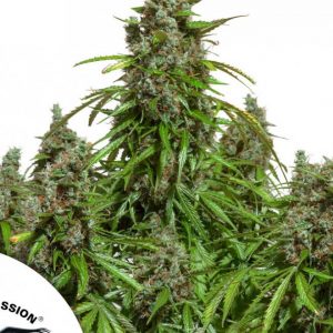 Auto Mazar x3 - Dutch Passion