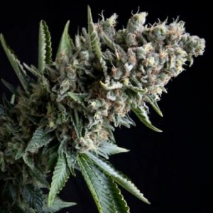 Auto Nefertiti x3+1 - Pyramid Seeds