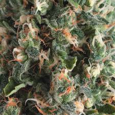 Auto Super OG Kush x3+1 - Pyramid Seeds