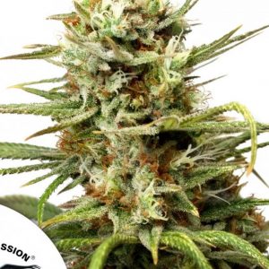 Auto White Widow x3 - Dutch Passion