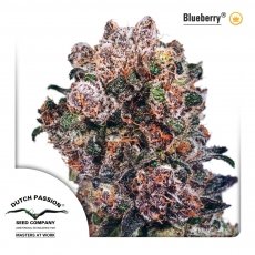 Blueberry x3 - Dutch Passion