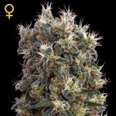 The Church x3 - Green House Seeds