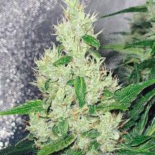 Y Griega x3 (+2 Channel+) - Medical Seeds