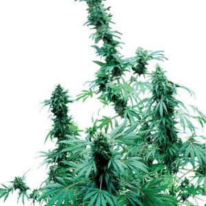 Early Skunk x3 - Sensi Seeds