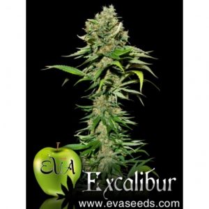 Excalibur X3 - Eva Seeds