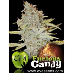 Furious Candy X3 - Eva Seeds
