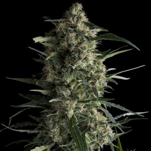 Galaxy x3+1 - Pyramid Seeds