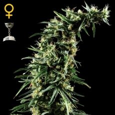Hawaiian Snow x3 - Green House Seeds