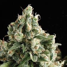 Lennon x5+2 - Pyramid Seeds