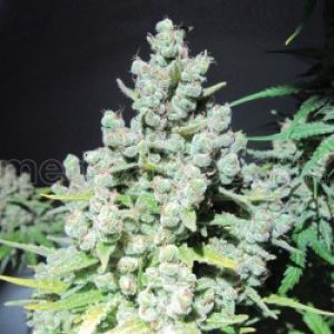 Malakoff X3 - Medical Seeds