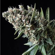 Nefertiti x3+1 - Pyramid Seeds