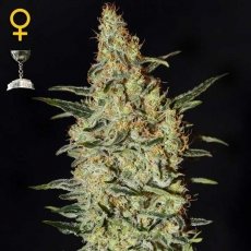 Neville´s Haze x3 - Green House Seeds