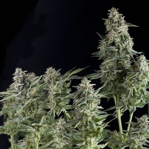 Auto Northern Light x1 - Pyramid Seeds