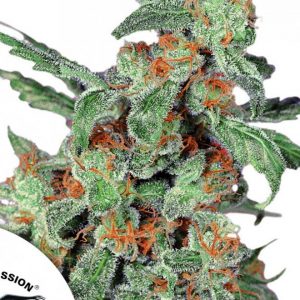 Orange Bud x3 - Dutch Passion