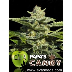 Papas Candy X3 - Eva Seeds