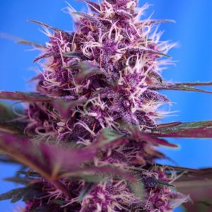 Red Poison Auto x4 - Sweet Seeds