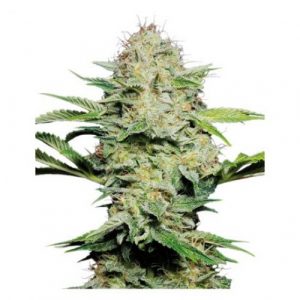 Sensi Skunk Auto x3 - Sensi Seeds