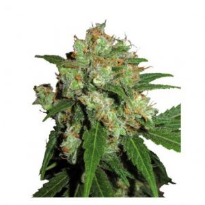 Sensi Skunk x3 - Sensi Seeds