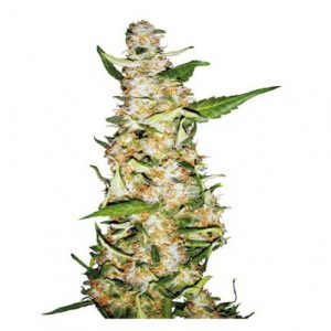 Skunk #1 Auto x3 - Sensi Seeds