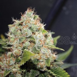 Sour Diesel X3 - Medical Seeds