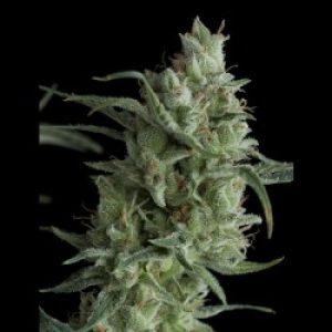 Super OG Kush x1 - Pyramid Seeds