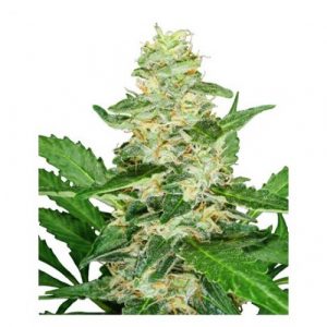 Super Skunk Auto x3 - Sensi Seeds