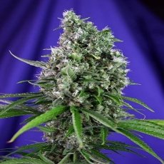Sweet Trainwreck Auto x4 - Sweet Seeds
