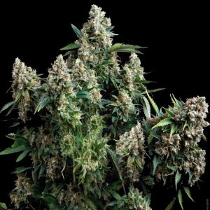 Tutankhamon x1 - Pyramid Seeds