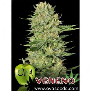 Veneno X3 - Eva Seeds